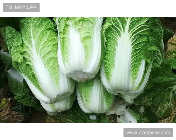 白菜网是什么?揭秘其背后的功能与特点 白菜网是什么?揭秘其背后的功能与特点